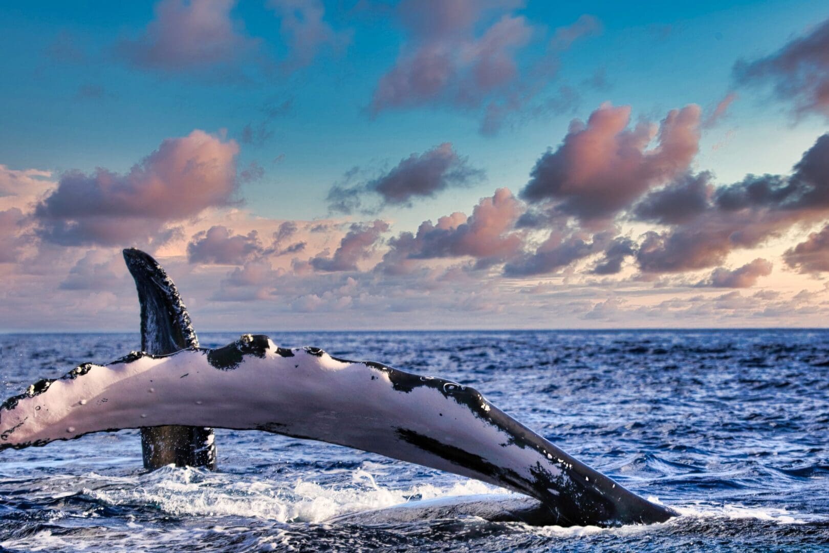 A whale is swimming in the ocean under a cloudy sky.