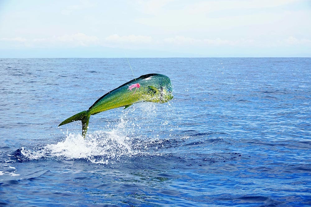 A fish jumping in the air over water.