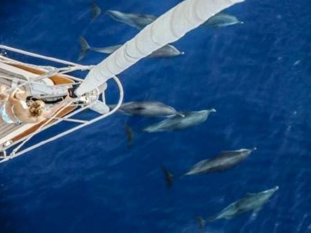 A group of dolphins swimming in the ocean.